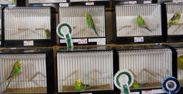 budgie show cages