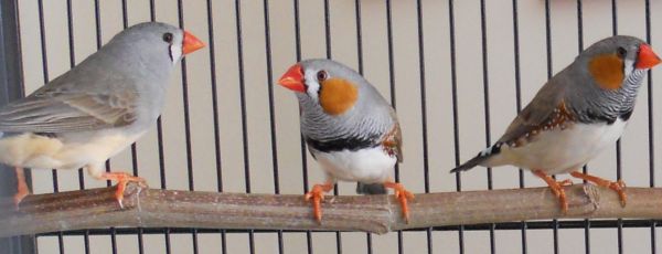 zebra finch male vs female